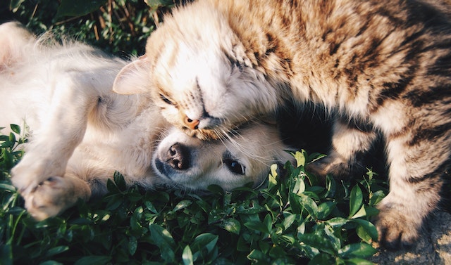 Nasce “La Banca delle Visite PET” per i nostri amici animali